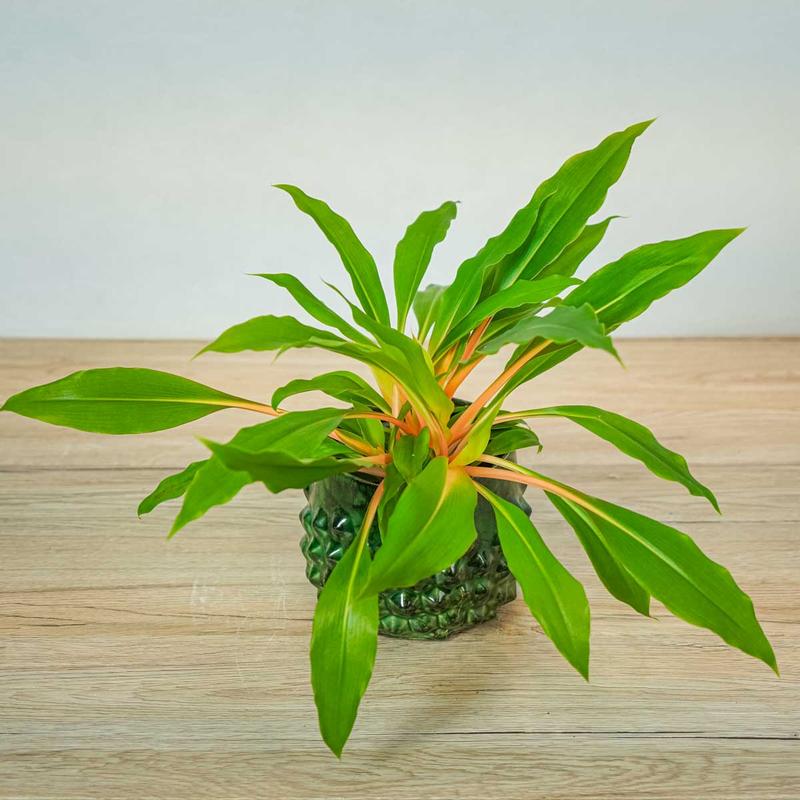 Błędy w pielęgnacji roślin