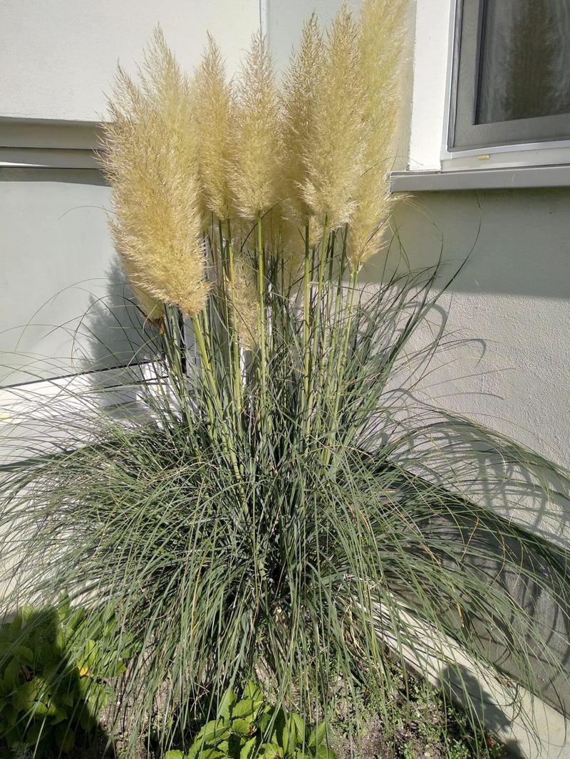 Hodowla trawy pampasowej