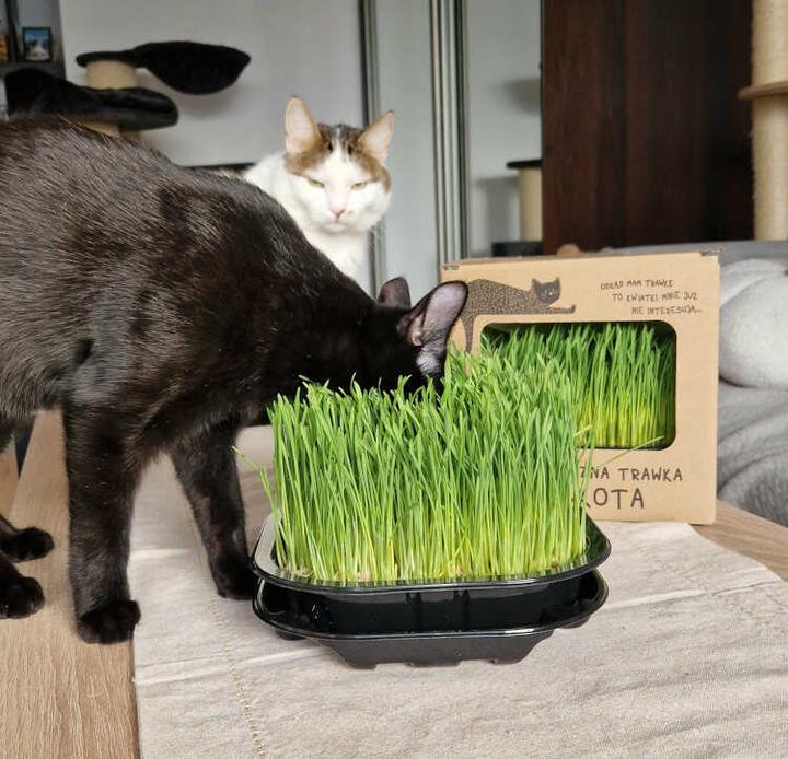 Jak sadzić trawę dla kota Trixie