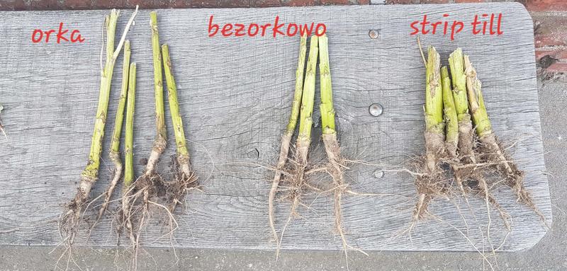 Optymalne pory roku dla trawy