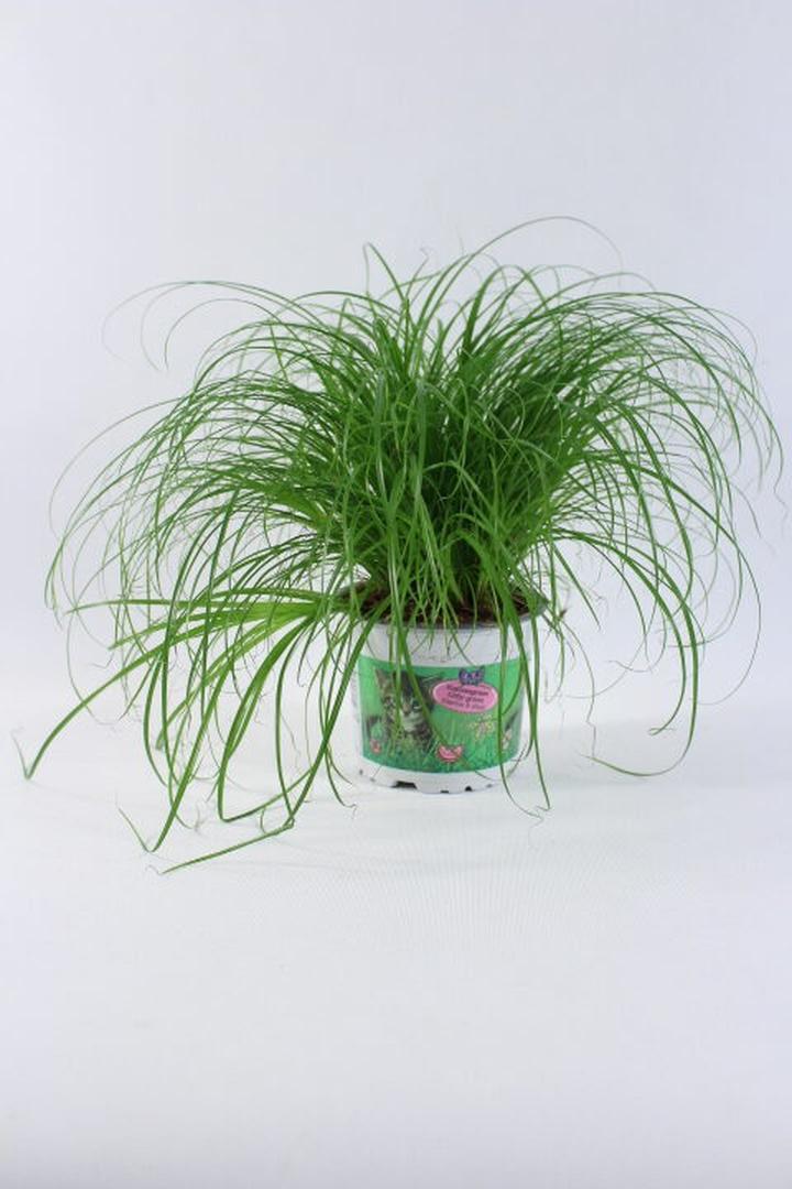 Pielęgnacja trawy dla kota