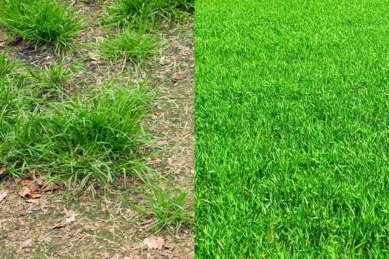 Techniki kształtowania krawędzi trawnika