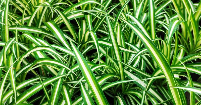 Uprawa zielistki w domu