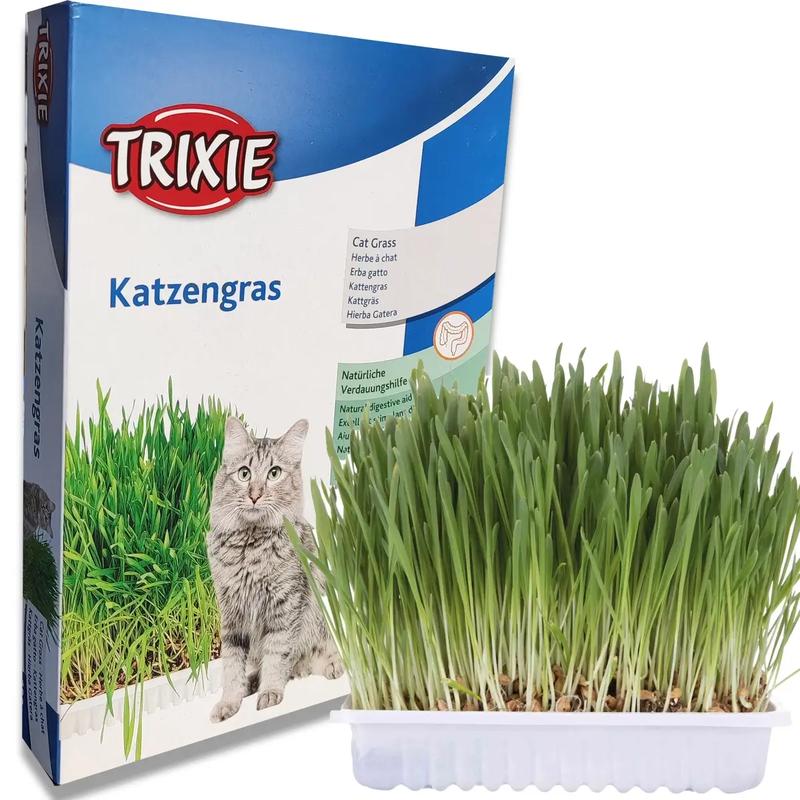 Warunki wzrostu trawy dla kota