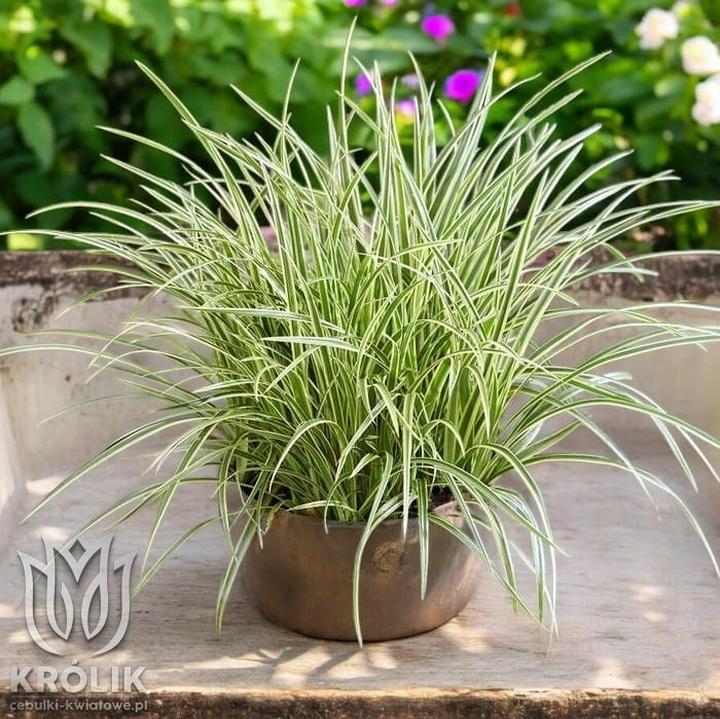 Wieloletnie trawy ozdobne