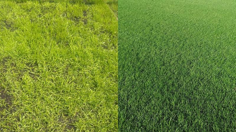 Wybór trawy gazonowej