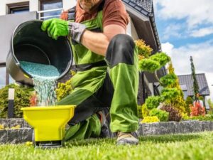 Jak często nawozić trawnik? Najlepsze metody i produkty dla jego zdrowia