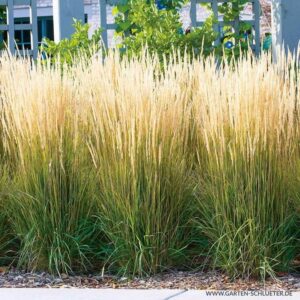 Odkryj tajniki hodowli trzcinnika ostrokwiatowego – kompleksowy przewodnik pielęgnacji w ogrodzie