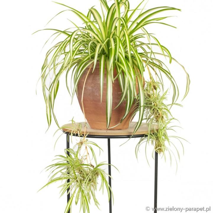 Zielistka niezawodna: Odkryj sekrety pielęgnacji i uprawy w Twoim domowym ogrodzie