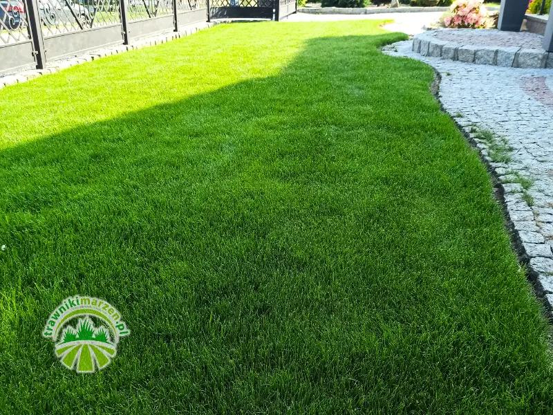 Kiedy nawozić trawę po zimie