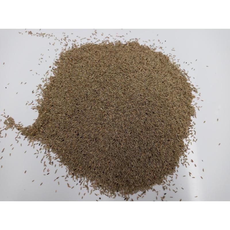 Najlepsze gatunki traw na trawnik