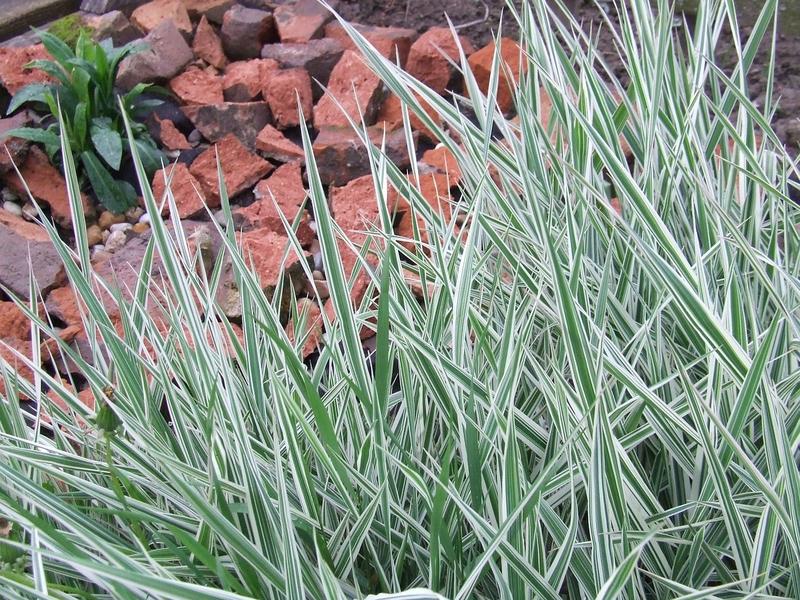 Najlepsze nawozy do traw ozdobnych