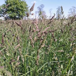 Kiedy siew trawy kupkówki to klucz do gęstego i zdrowego trawnika?