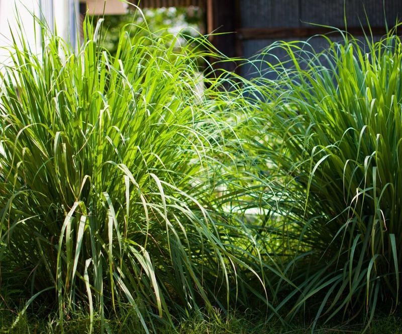 Pielęgnacja trawy cytrynowej gleba i podlewanie