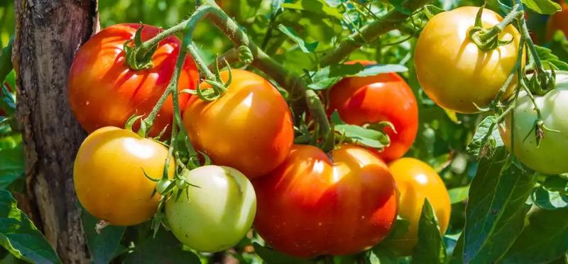 Praktyczne stosowanie obornika