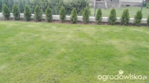 Idealna mieszanka traw na gleby gliniaste – kompleksowe przewodnictwo i najlepsze rekomendacje dla Twojego ogrodu