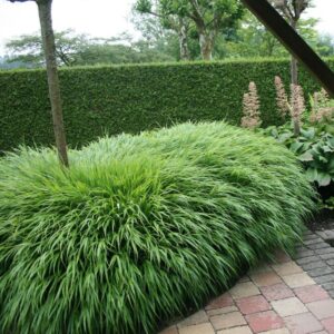 Trawa hakonechloa – jak skutecznie uprawiać, pielęgnować i rozmnażać ją w ogrodzie?