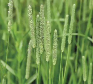 Tymotka lakowa i jej pylenie – wszystko, co powinieneś wiedzieć o kluczowym procesie w rolnictwie