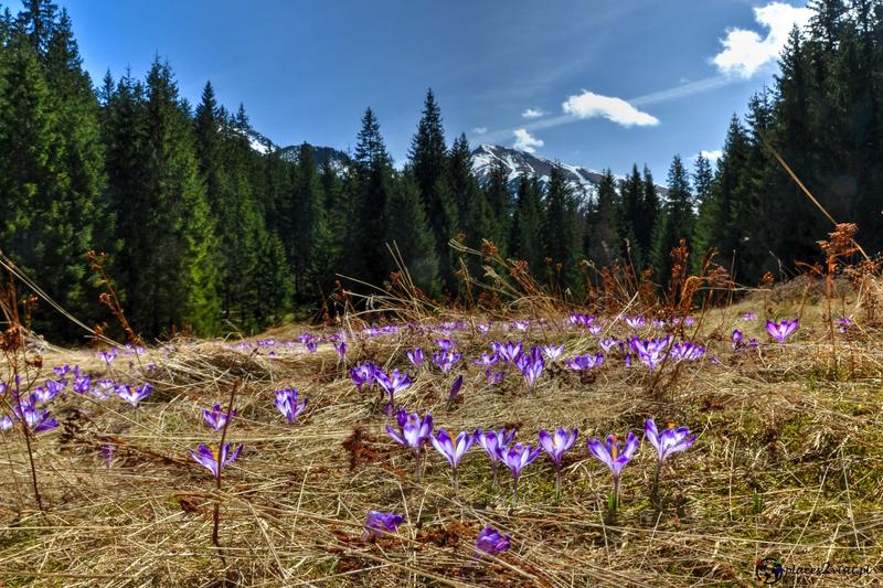 Kompozycje kolorystyczne krokusów
