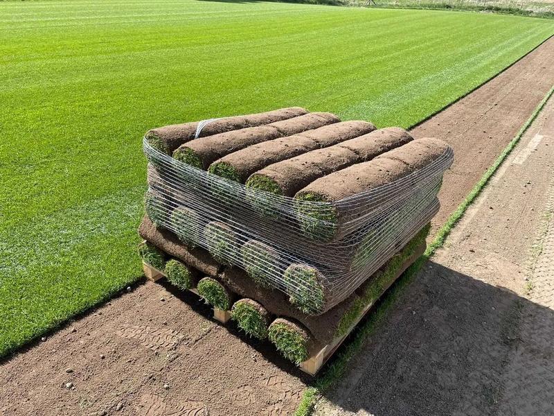 Nawadnianie trawnika po założeniu