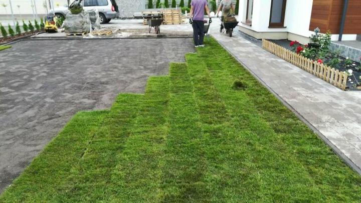 Nawożenie trawnika krok po kroku