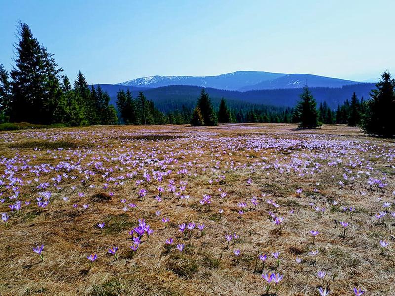 Odmiany krokusów i pielęgnacja