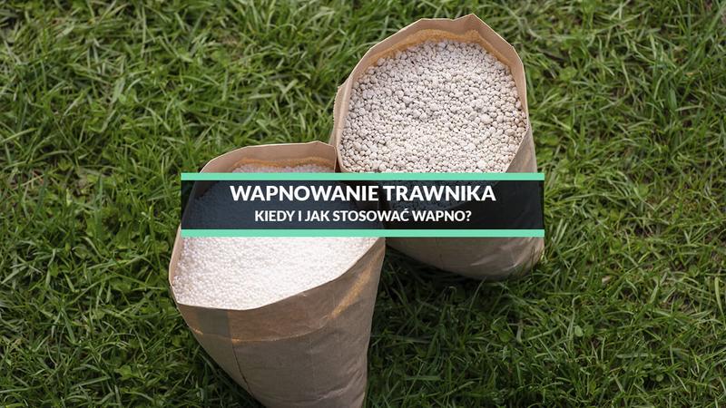 Pielęgnacja trawnika i zdrowa murawa