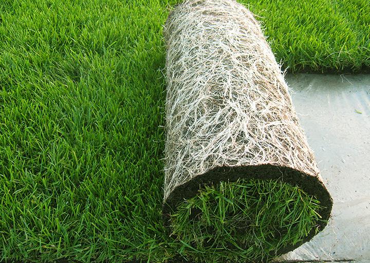 Pielęgnacja trawy z rolki