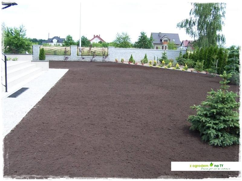 Siew trawy jesienią