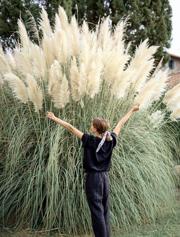 Techniki przycinania traw ozdobnych