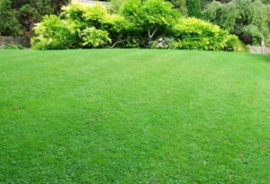 Jak przywrócić piękno trawnika: przyczyny żółtej trawy po zimie i skuteczne metody odnowy