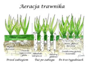 Jak skutecznie napowietrzyć trawnik? Kompleksowy przewodnik do pielęgnacji twojego ogrodu