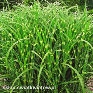 Jak skutecznie uprawiać trawę zebra – kompletny przewodnik do sukcesu w twoim ogrodzie