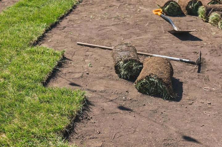 Kiedy przesadzać trawy? Kompleksowy przewodnik po pielęgnacji i hodowli zieleni