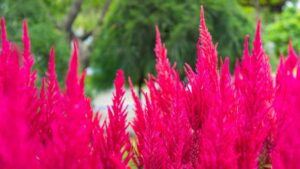 Najpiekniejsze czerwone trawy ozdobne wieloletnie, które odmieni twój ogród