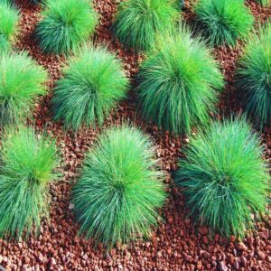 Niedźwiedzie futro: odkryj najnowsze trendy i stylizacje z wybiegów mody