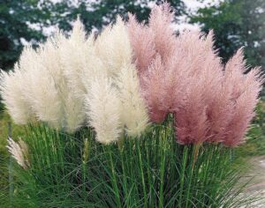 Trawy pampasowe w ogrodzie: kompletny przewodnik po uprawie i pielęgnacji tych zachwycających roślin