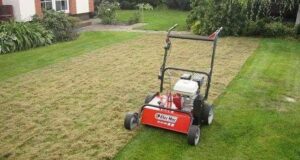 Wszystko, co musisz wiedzieć o wertykulacji: kompendium dla każdego miłośnika zieleni