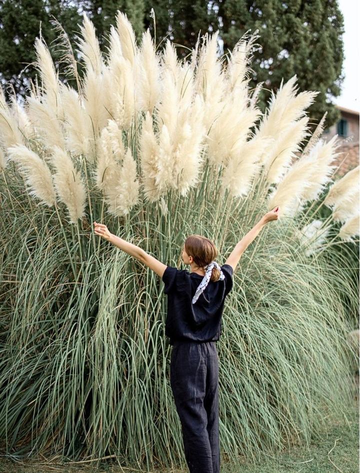 Pielęgnacja traw pampasowych i warunki wzrostu