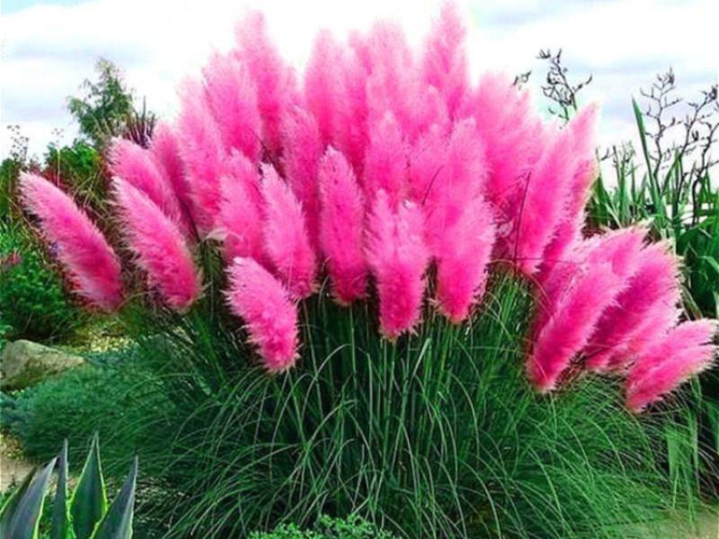 Przygotowanie gleby pod trawy pampasowe