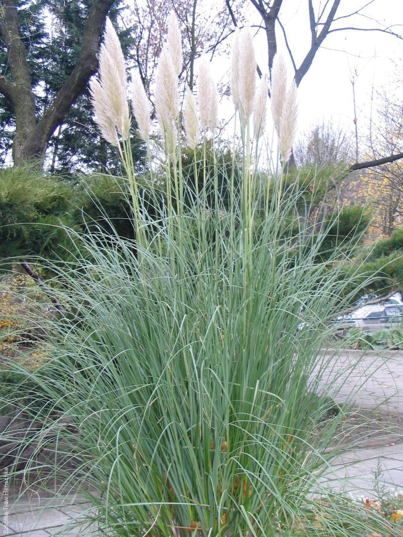 Sadzenie traw pampasowych