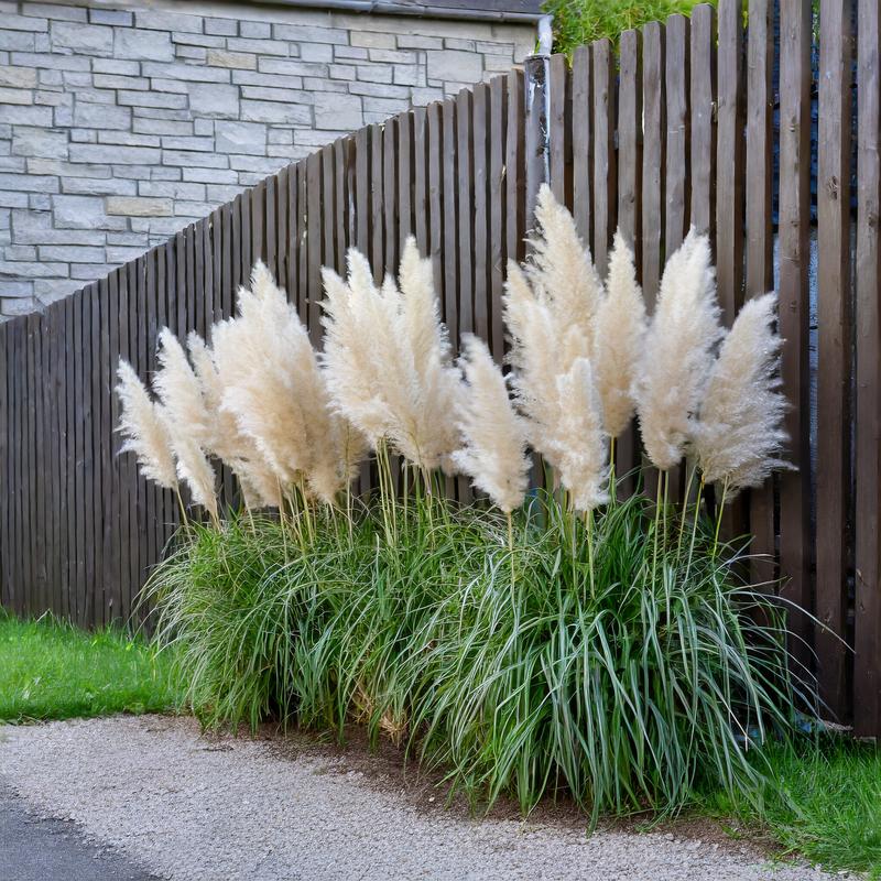 Uprawa traw pampasowych krok po kroku