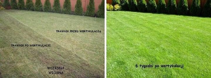 Wertykulacja trawnika porady