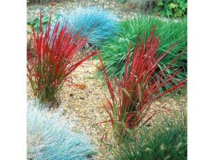 Sekrety Pięknej Srebrnej Trawy Ozdobnej: Jak Uprawiać i Pielęgnować w Ogrodzie