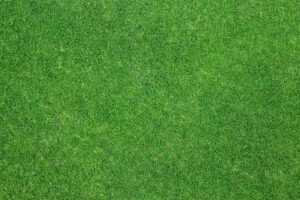 Skuteczne sposoby na pozbycie się trawy z rabaty: inwestycja w piękny ogród