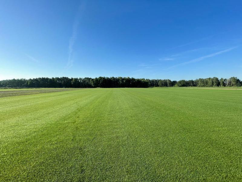 Nawadnianie i pielęgnacja trawnika