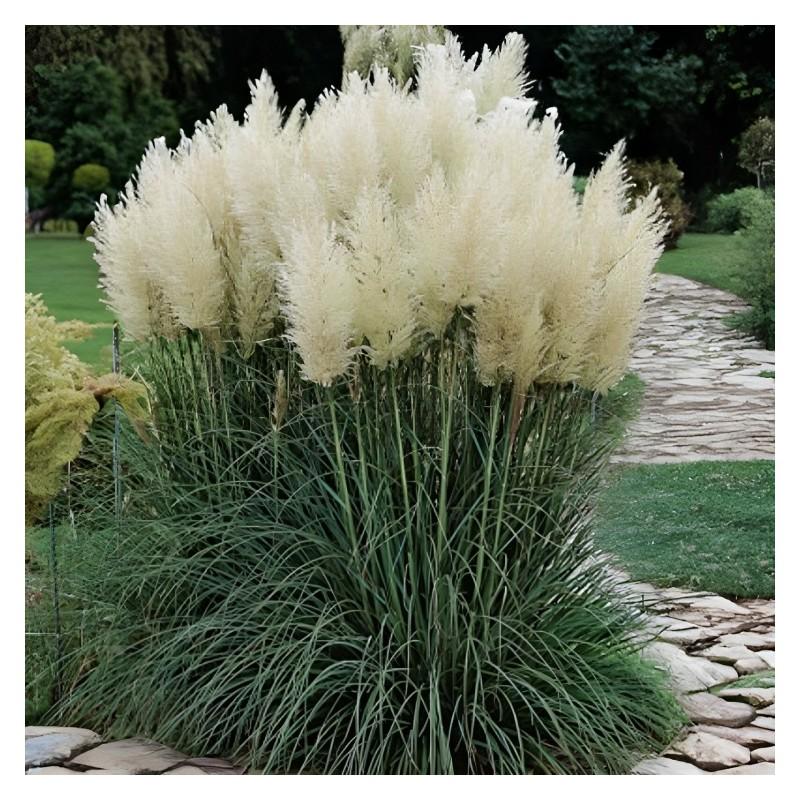 Odmiany i kolory trawy pampasowej