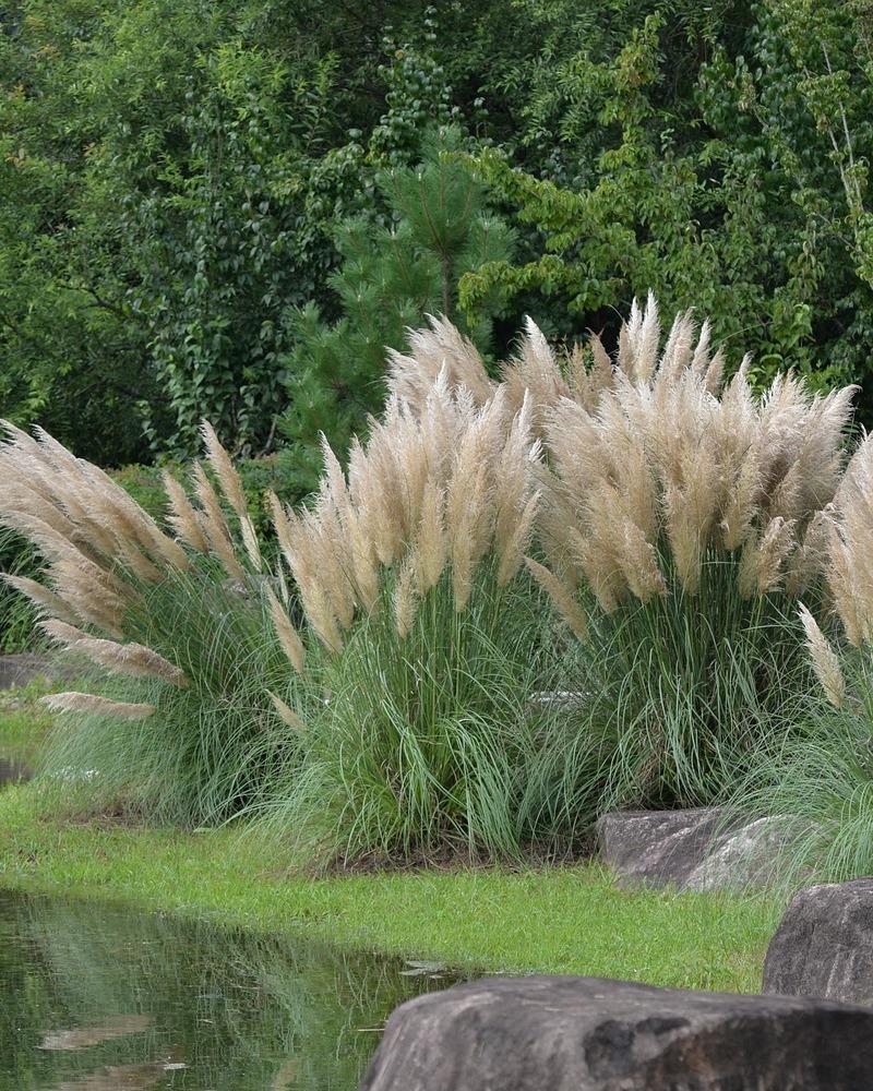 Trawa pampasowa pielęgnacja