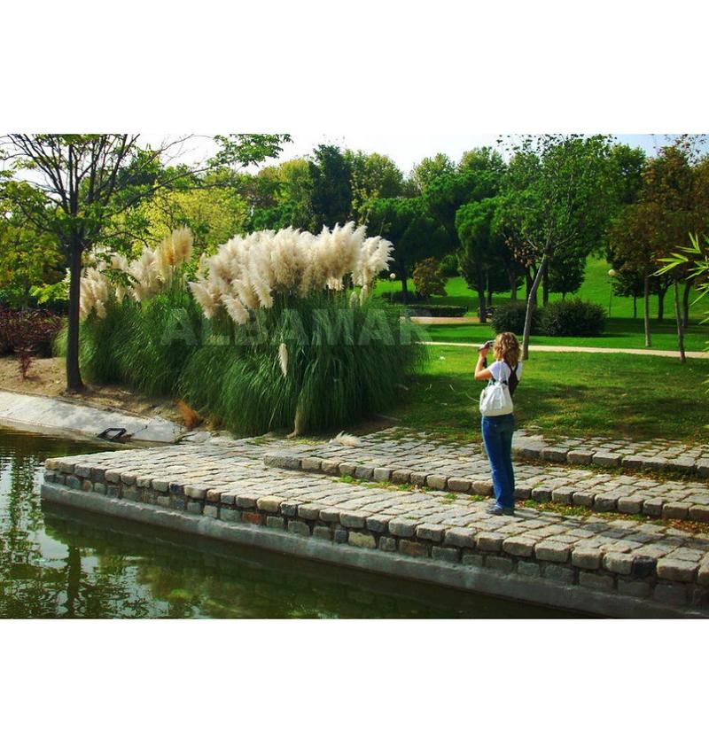 Zimowanie trawy pampasowej