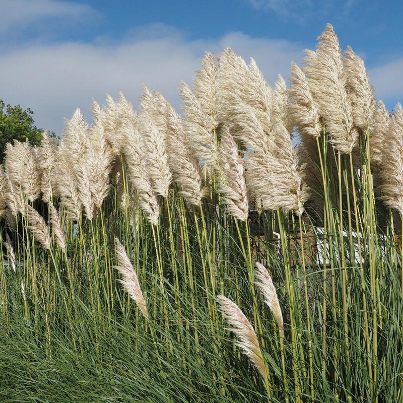 Jak wybrać kolory trawy pampasowej i dbać o tę egzotyczną roślinę w swoim ogrodzie?